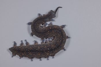 Media type: image;   Invertebrate Zoology 168055 Description: Digital photograph of specimen in life.;